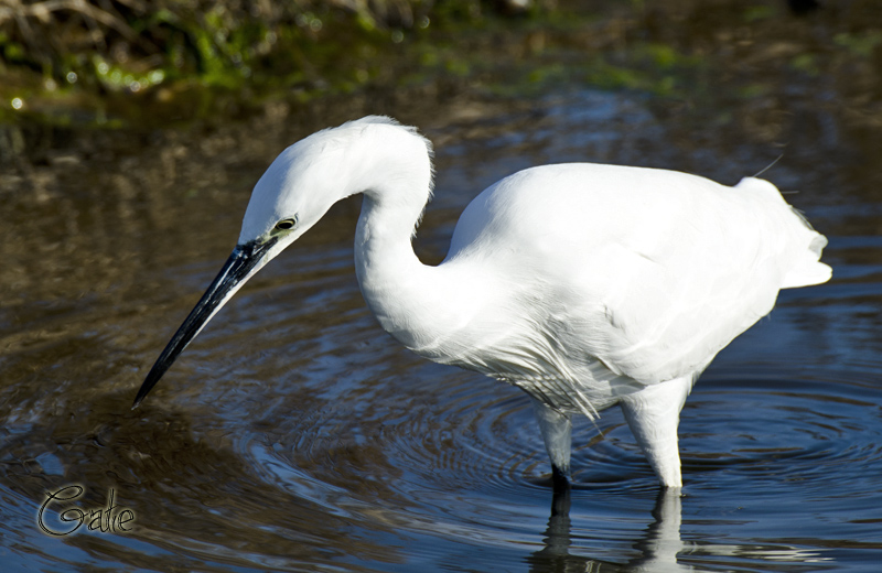 Egretta garzetta